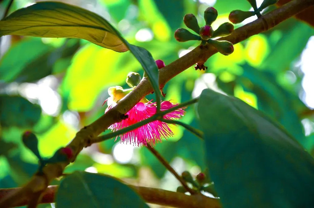 Holiday home Krishan Villa Negombo